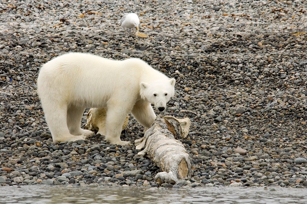 2507 Polar bear01.jpg - Polar Bear (Thalarctos maritimus) Isbjørn, Spitsbergen Norway July 2008